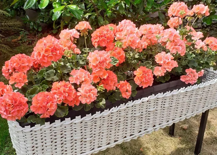 Immergruen Gæstehus 3*